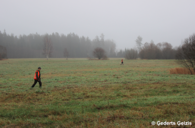 Beaters cross a meadow during hunting as they chase game animals towards the hunters