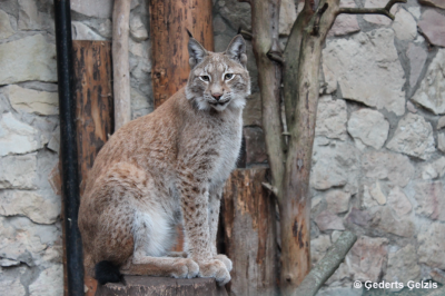 Eurasian Lynx sits on a stump of a tree in an enclosure at the Riga zoo